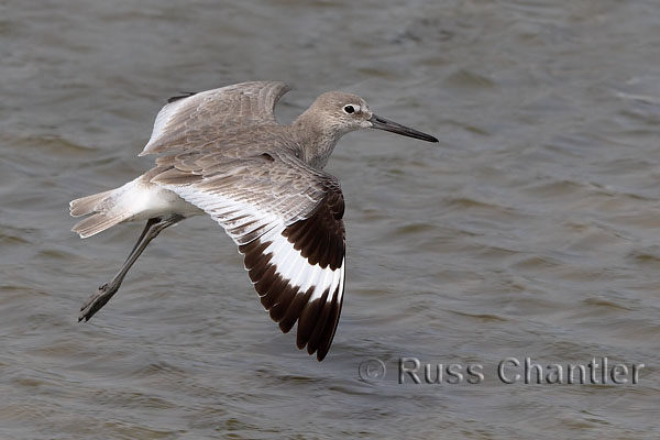 Willet © Russ Chantler